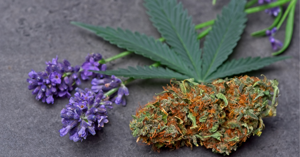 Linalool A Soothing and Unique Terpene Green Goods