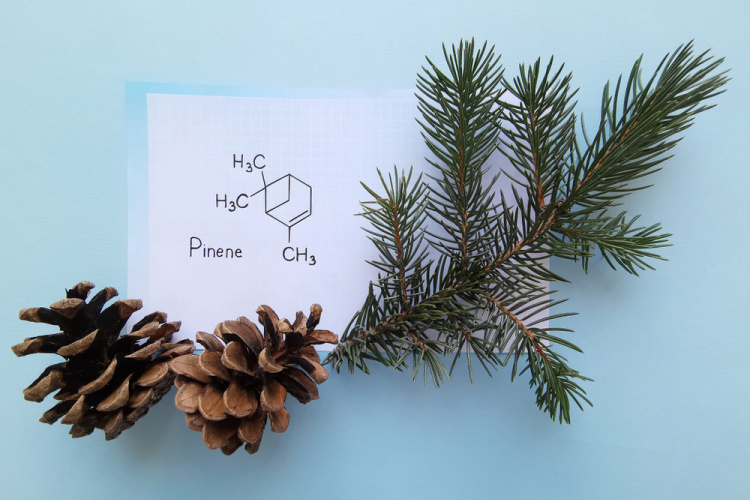 pinecone and pine tree limb next to paper drawing of chemical symbol for pinine
