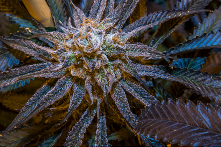 pinine terpene-rich cannabis