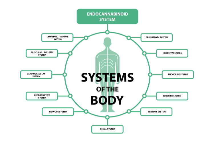 endocannabinoid system 1