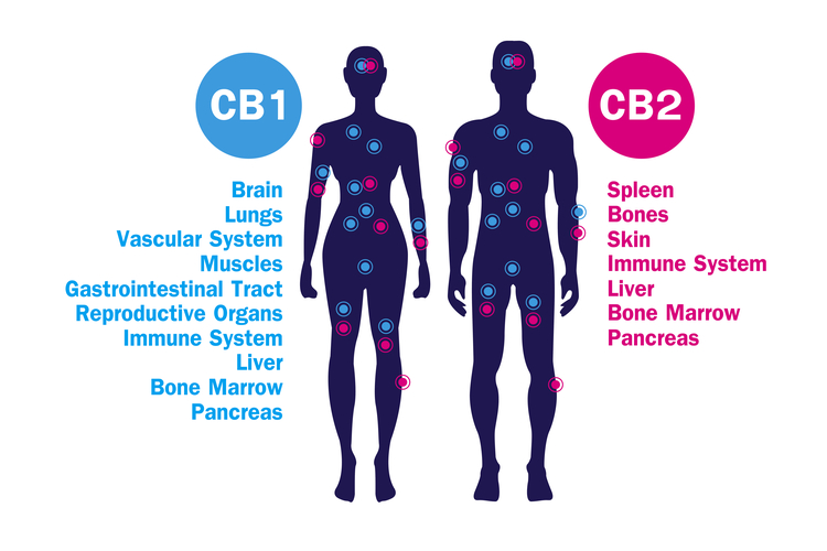 How Does Endocannabinoid System Work? 