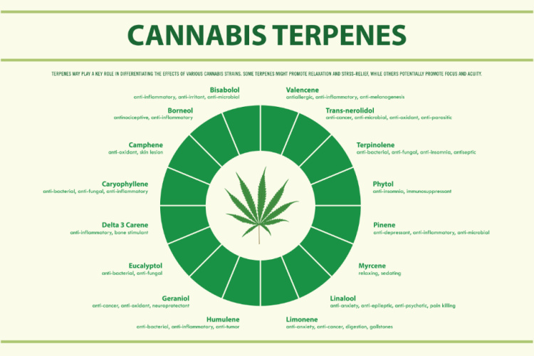 The Role of Terpenes