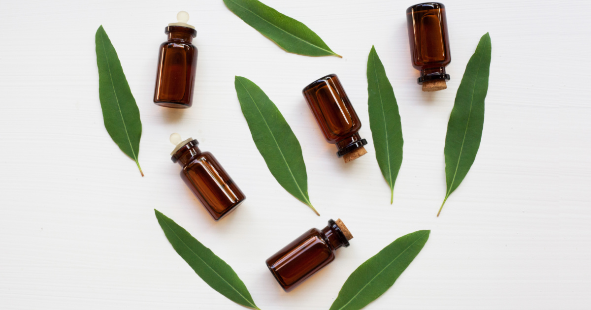 Terpene Profile: Eucalyptol, A Powerful Menthol Medicine From Cannabis