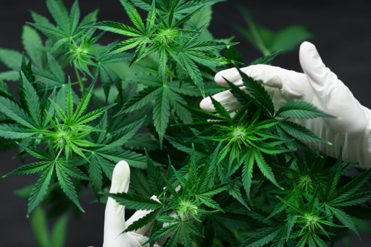 Cannabis plant 1