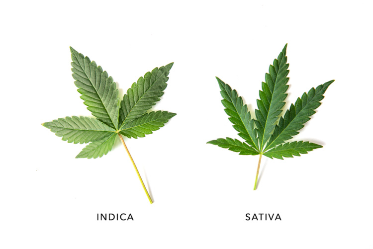 The Differences Between Indica And Sativa 