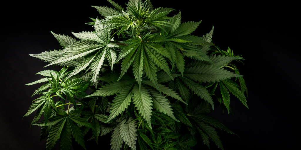 Parts of The Cannabis Plant: A Guided Tour | Green Goods