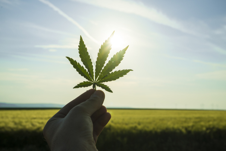 New Mexico Cannabis News 1