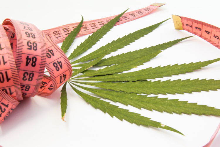 cannabis for weight loss 1