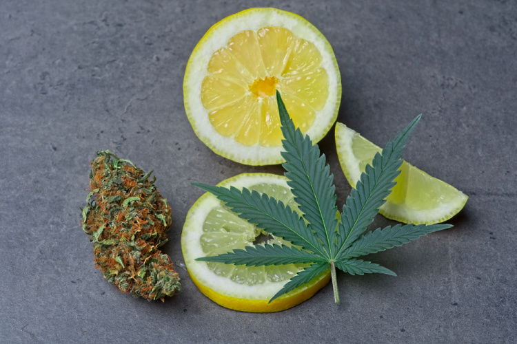 Cannabis Limonene
