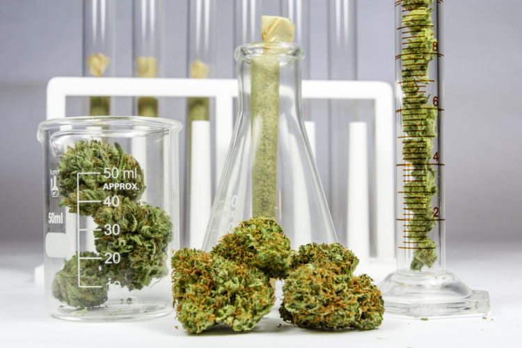 medical cannabis in lab equipment