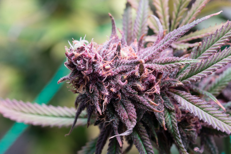 og kush strain bud growing on cannabis plant