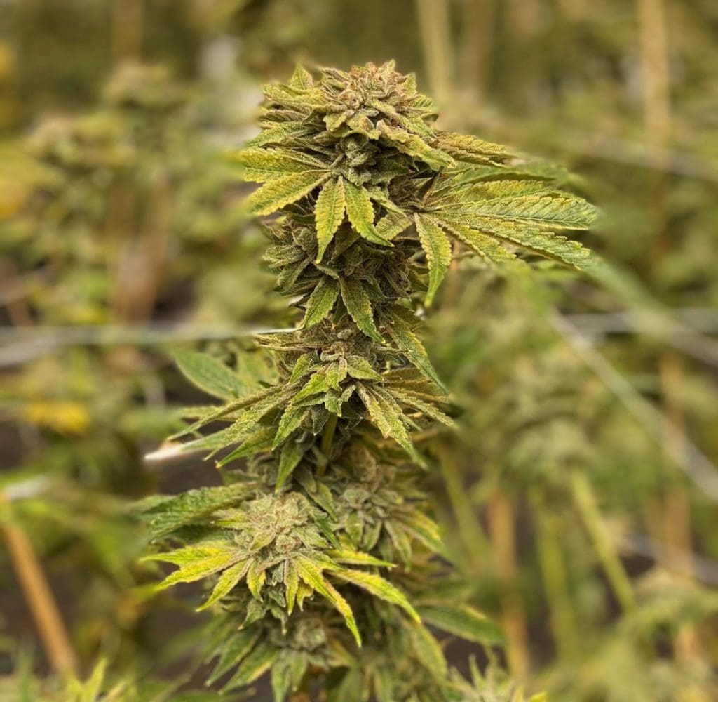 Cannabis Flower: A Beginner's Guide - The Heritage Club