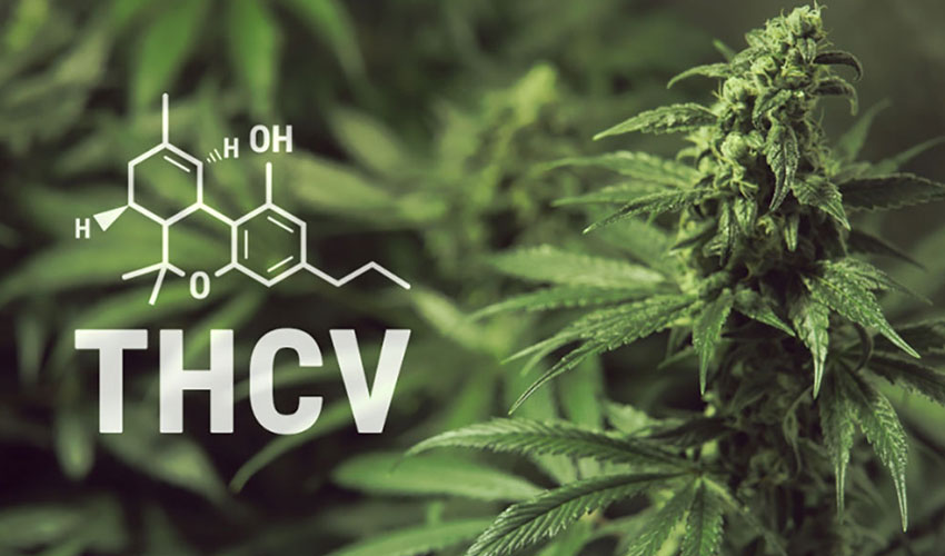 THCV Strains