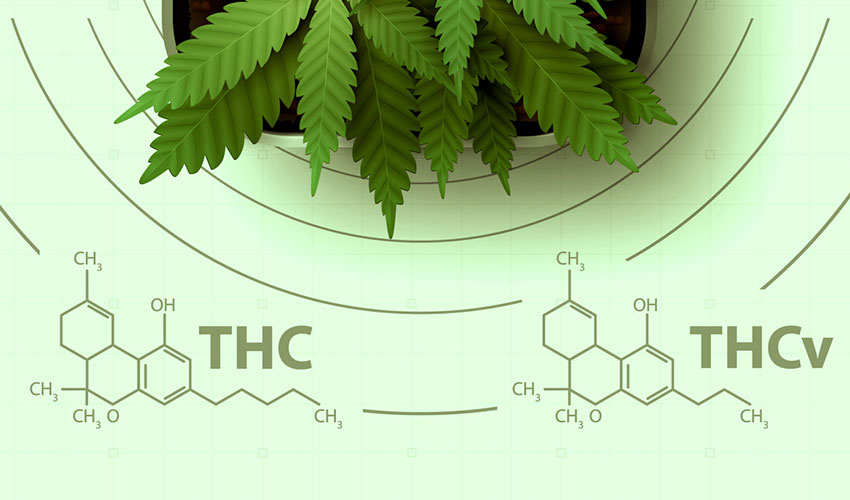 THCV vs THC