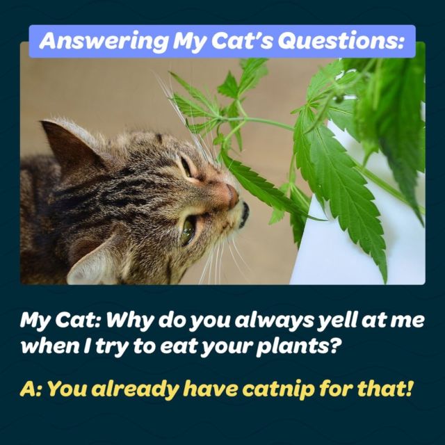 Today is National Answer Your Cat's Questions Day! 🐱 What questions would your cat ask?